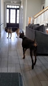 German vs German #pebbles #maximus #dobermanstalk #dobermanstare #staredown #doberman #dobermanpinscher #germanshepherd #gsd #germanshepherdsofinstagram | Pretty_Pebbles936