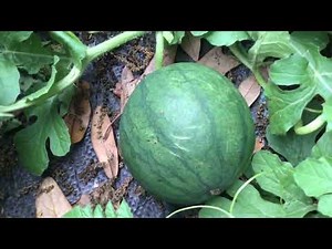 How to grow watermelon in Grow Bags / Containers (4 Easy Steps)