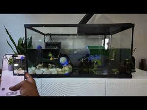 Turtle Tank Weekly Reset 🐌🐌🐢 #africansideneck #mysterysnail 40 Gallon