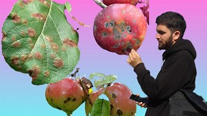 17K views · 444 reactions | A short clip of our yesterday's conversation about scab management during these rainy days | Green Horticulture Kashmir | Facebook