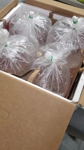 1.1K views · 31 reactions | NEW Koi Guppies from a Hobbyist Breeder. They should be out of quarantine and ready to go in a couple of weeks. Check all the guppies out here: https://dansfish.com/catalog.dive/31 | Dans Fish | Facebook