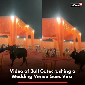 #WATCH | A bull gatecrashed a wedding in this hilarious video! #bull #wedding #weddingseason #animalvideo #viralvideo | News18
