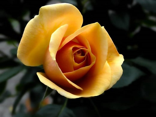 What do Yellow Roses Mean? 7 Symbolisms and Meaning
