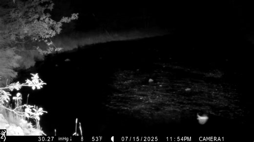 We hear myths about bats from our fellow Alaskans - here's the real scoop on Alaska bats: https://www.adfg.alaska.gov/index.cfm?adfg=wildlifenews.view_article&articles_id=4145 Thanks to Hugh Bevan for the video of bats feeding | Alaska Department of Fish and Game - Official