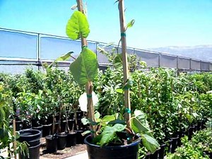 Kiwi Vine Male n Female Combo.mov.MOV