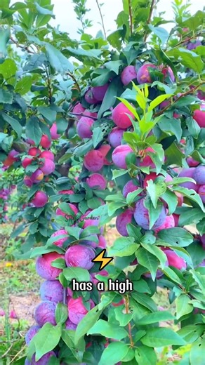 2.3K views · 15 reactions | Have fruit lovers like you planted the Dark Red Plum at home yet | Dodo Garden | Facebook