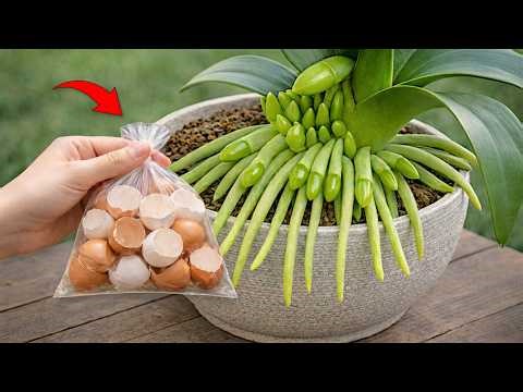 🌸Eggshell Fertilizer for Orchids – A Simple Natural Method for Stronger Growth