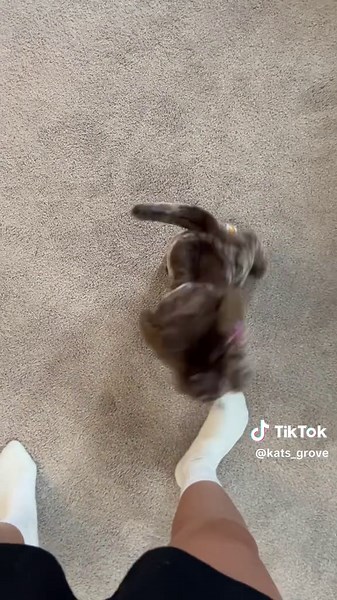 Off Leash Training Fun with Koda the German Pointer