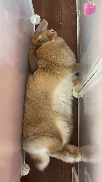 もっふもふ〜ふわふわ💝 隙間でごろん寝すぎる fluffyちゃん #うさぎのいる生活 #もふもふうさぎ#ふわふわうさぎ#ごろん寝うさぎ#ロップイヤーうさぎ