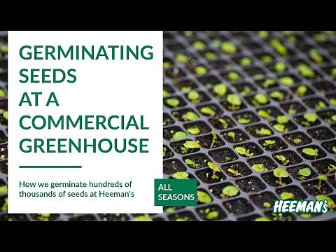 Germinating Seeds at a Commercial Greenhouse