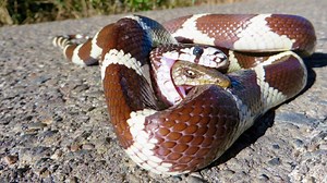 Most Amazing Snake Attacks - King Cobra attacks Python - Python attacks Cobra