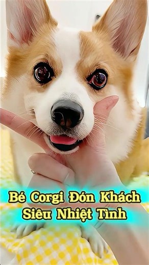 Bé Corgi Chân Ngắn Đón Khách Siêu Nhiệt Tình 👀👍