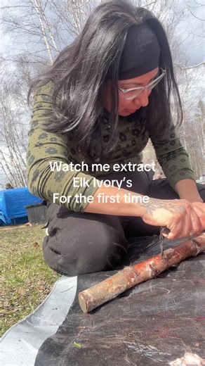 Elk Teeth Extraction: A Unique Native Experience