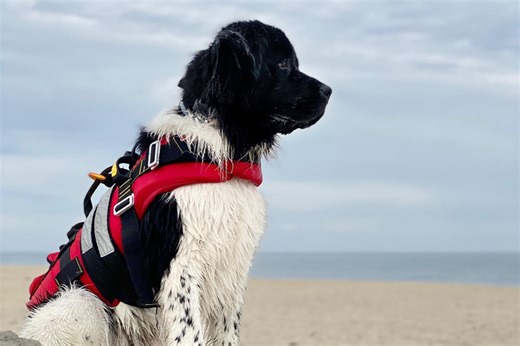 Newfoundland 'Oakley' Was a Once-in-a-Lifetime Water Rescue Dog