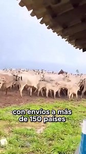 🌎 Ganadería Extensiva: ¿La Solución Sostenible o un Desafío Global? La ganadería extensiva es un tema crucial en el debate sobre la sostenibilidad. Queremos compartir sus puntos fuertes y los retos que enfrenta. ¡Únete a la conversación! ✅ Ventajas Clave de la Ganadería Extensiva Sostenibilidad Ambiental: Contribuye a la salud del ecosistema al integrarse de forma natural en el paisaje. Conservación de la Biodiversidad: El pastoreo bien manejado puede favorecer la flora y fauna local, mantenien