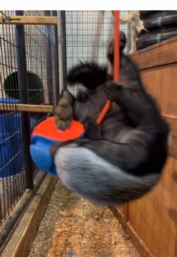 Let’s just say, they loved their new toy 😂🦡 @Chuckit Fetch Games #animallover #honeybadger #badger