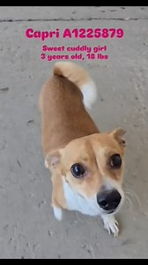 5.1K views · 219 reactions | "Capri A1225879 is a sweet little...