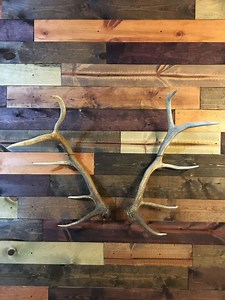 Elk/moose Shed Antler Mount Hanger- Antlers Not Included - Etsy