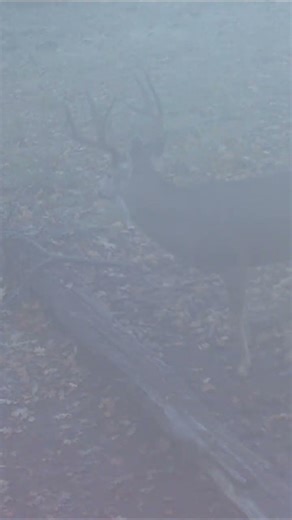 In the Fog!! #pnw #hunting #blacktail #wildlife #trailcam #gamecamera #nature #deerhunting #bucks
