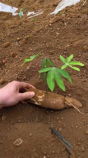 Discover My Farming Journey: Life in Rural China