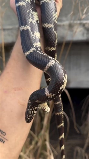 EASTERN KINGSNAKE have a look at this gorgeouuus eastern kingsnake farmernarco and i turned up in SoGa last year! was so good to see this individual out of shed. i hope to be able to return to the same spots and see him for many years to come