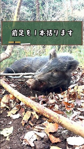 【狩猟】イノシシ３頭目捕獲！〜2024年度猟期〜 #Shorts #狩猟 #罠猟 #イノシシ