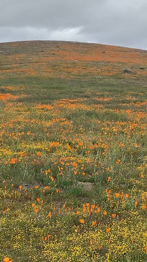 Video of the eastern portion of the Antelope Valley California Poppy Reserve taken on March 25, 2020. | Antelope Valley California Poppy Reserve