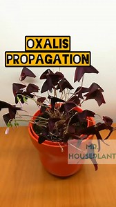 73K views · 1.2K reactions | Check out how I propagated my Oxalis plant  | Mr. Houseplant | Facebook
