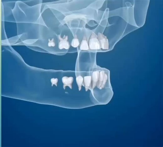 Dra Christianne on Instagram: "The Journey of the Teeth: From Childhood to Adulthood This video reveals, in a visual and dynamic way, one of the most fascinating transformations of human development: the eruption of deciduous and permanent teeth. First, you follow the birth of deciduous teeth, also known as “milk teeth”. They begin to appear around 6 months of age and continue to erupt until approximately 3 years of age. Each tooth has an essential function: to help in chewing, speech developmen