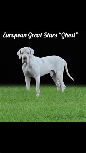 Had a successfully done AI last nite 🤗. Now we wait few weeks to see if we have confirmation of some beautiful paws in March. 🙏🏻🫶💙💖🤗🤗