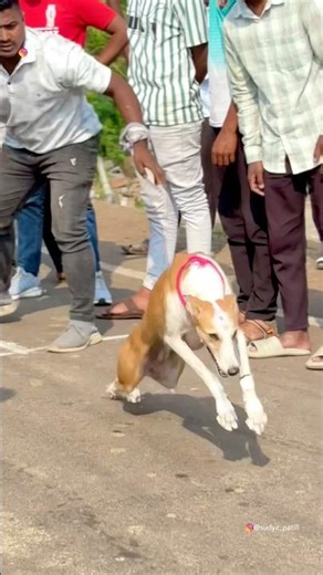 Kolhapur dog race 🚀😱 || kolhapur dog racing / dog race maharashtra || #shorts #arfyads