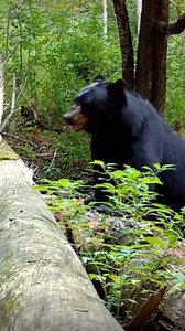 1.2M views · 10K reactions | Sound on for this video! ❤ This curious bear finds a wildlife cam and gives it the sniff test.. Video by @bearlove_forever | Help Asheville Bears-HAB | Facebook