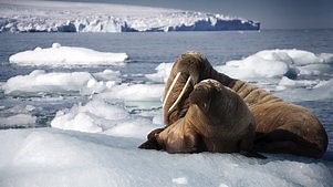 Blue Planet II: Season 1 Episode 1 One Ocean