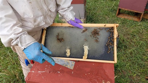 Watch this video for a beekeeping tip! If your bees start building comb at a 90 degree angle squish it down into the frame instead of scraping it off! That way they have a heavy layer of wax to start again! | Betterbee
