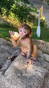 167K views · 2.9K reactions | Baby Monkey Learn To Eat Food After Mother Not Give Milk Anymore | TV Monkey | Facebook