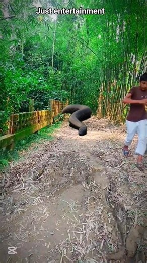 giant Python snake 🐍🐍#shorts #snake #viral #fxreel