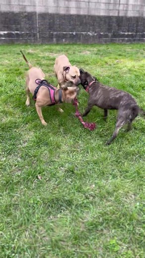 Hazel, Max and Sydney had a great time together during Meet The Dogs this evening! | Wyandotte Animal Shelter