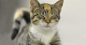 Tout ce qu'il faut savoir avant d'adopter un chat en refuge