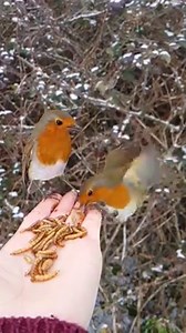 1.6M views · 5.8K reactions | 'Love feeding the hungry robins by hand while the ground is frozen'  | LADbible | Facebook