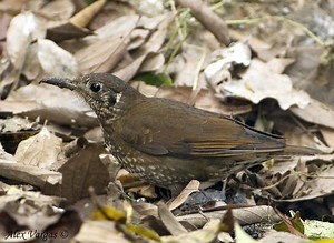 Dark sided thrush - Alchetron, The Free Social Encyclopedia