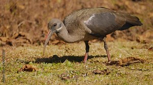 Close up of a Hadada Ibis foraging for food with its iridescent feathers on display, South Africa