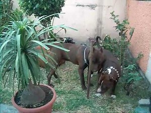 AQUILES Y CHOKIS PRIMERA MONTA