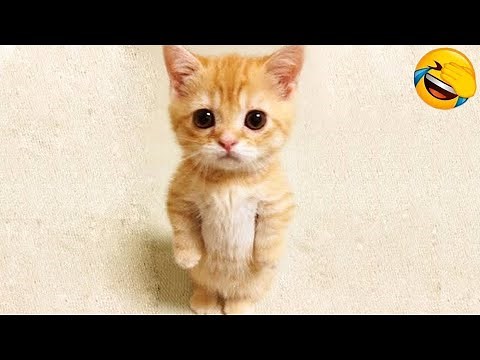 1 HOUR FUNNY CATS COMPILATION 2022 😂| The Best Funny Cat Videos!😸 😸