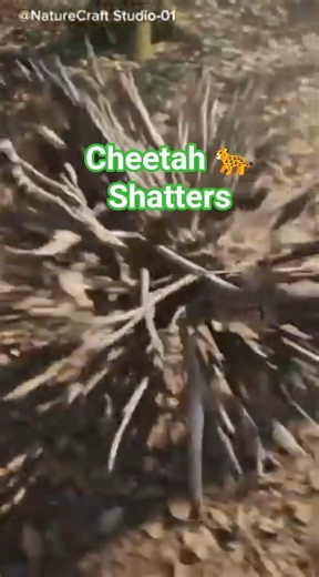 This Cheetah is Made of Twigs... and It Shatters 🐆