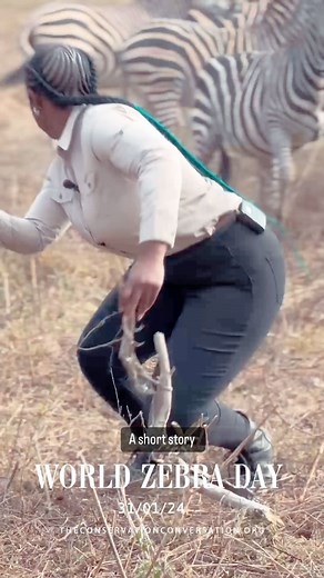 Rumbidzai Takawira on Instagram: "Celebrating International Zebra Day today :) Did you know there are three living species of Zebras. Grévy’s zebras, Mountain zebras and Plains (Chapmans) zebras. Zimbabwe only has one species, the Plains (Chapman’s) Zebra."