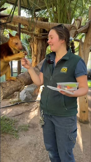 🥕 It’s the 2025 International Tree Kangaroo Crunch-a-thon 🥕 In the lead up to World Tree Kangaroo Day, 21st May 2025, zoological facilities across Australia are asking Tree Kangaroos to do what they do best (apart from being adorable) and that is to CRUNCH 🤗 So… OF COURSE we had to ask Simbu with his Zoo Keeper Jemma to participate! 🤩 Turn your 🎧s up folks 🔊 #canberrazoo #nationalzooandaquarium #nationalzoocbr #nationalzoo #canberra #cbr #zoo #seeaustralia #australia #conservation #animalc