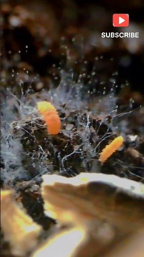 Springtails eating yummy mold! #terrarium #nature #springtails #bioactive #isopods #bugs #creatures