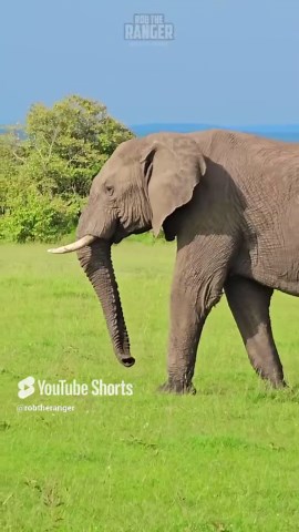 Beautiful Elephant Captured on Tape Roaming the Maasai Mara