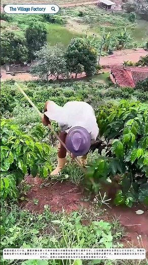 草むしりの技：農家が木々を守る秘密