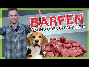 BARF ► How healthy or dangerous is feeding raw meat?